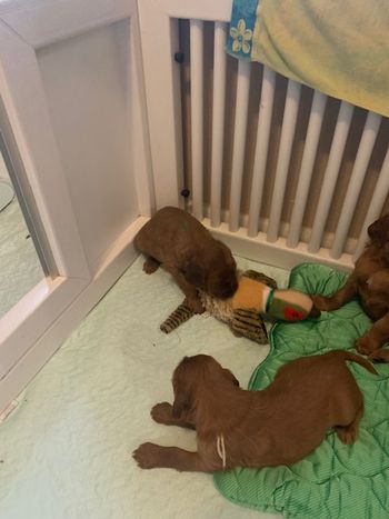 They are playing with each other and with toys - so cute to see!
