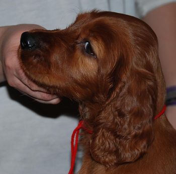 Red boy at 7 wks old.
