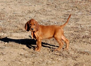 Orange girl in the yard.
