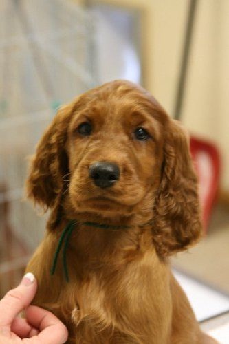 Dark Green Boy - headshot, 8 weeks.
