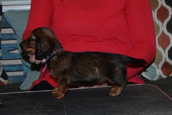 Purple girl at 6 weeks old.
