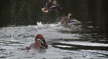 Skye chasing the ducks - she got pretty close!!
