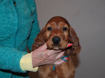 Teal boy at 7.5 weeks old.
