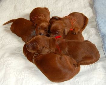 The puppies are 4 days old - look how plump they are already!!

