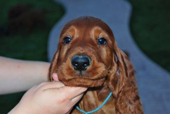 Blue boy at 8 wks.
