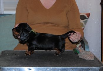 Green boy at 6 weeks old.
