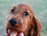 Sonny's head at 7 wks old.
