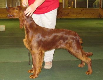 "Ripley" Galewinns Four of a Kind Ripley's Believe It Or Not Owners: Mr. & Mrs. John Arnold Missouri Ripley is shown working with her handler. she was RWB at her first show!! (Ripley was the white girl).
