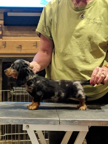 Yellow girl at 8 weeks.
