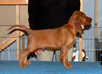 Red Boy 7.5 weeks old
