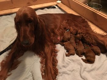 PJ with her 9 puppies.  She is a great mom.
