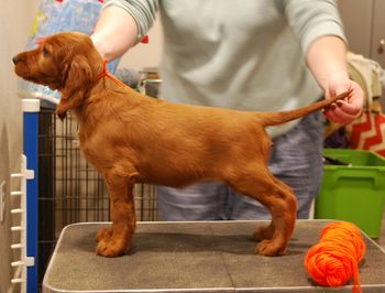 Orange girl at 6 weeks old.
