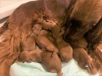 Babies are 3 days old and getting plump!
