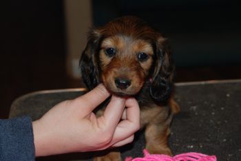 Pink girl at 7 weeks old.
