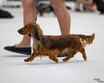 Mooch in sweepstakes at the Dachshund National in May of 2022.

