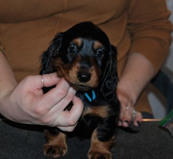 Blue boy at 6 weeks old.
