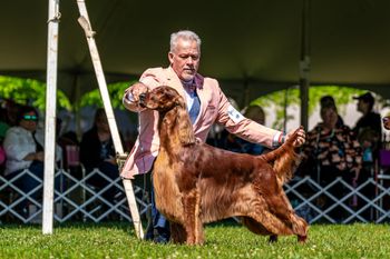 Simma in the ring at the Irish Setter National in May of 2024.
