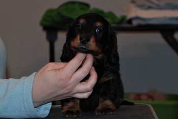 Black & tan boy at 6.5 weeks old.
