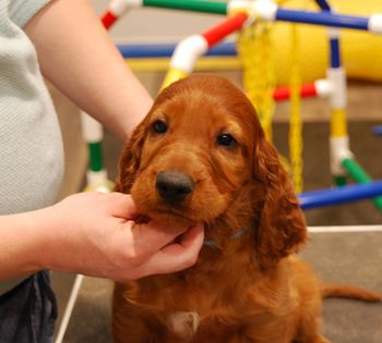 Ridge at 6 weeks old.
