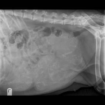 PJ's xray of her babies taken on 10/19/17.
