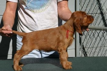 Red Boy First stack at 6 weeks
