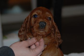 Purple girl at 5 wks.
