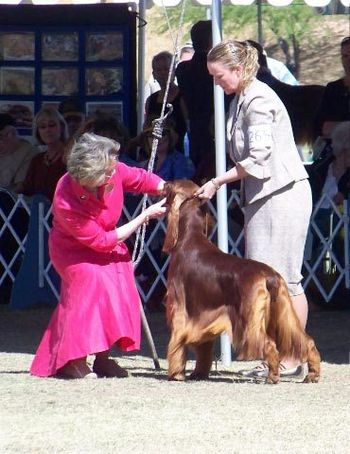 Bravo being examined by the judge at the Irish Setter National in April 2008 in Arizona.
