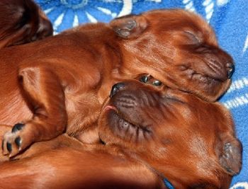 10 days old - still sleep most of the time!
