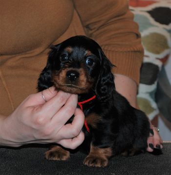 Red boy at 6 weeks old.
