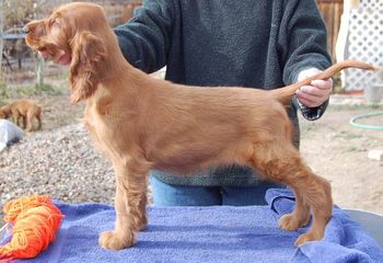 Orange Girl - 9 wks "Pronto" Keliaire On The Double Owned by: Kim LaMontagne (Keliaire Irish Setters) Parker, Colorado
