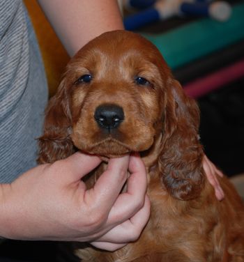 Purple girl headshot at 6 weeks old.
