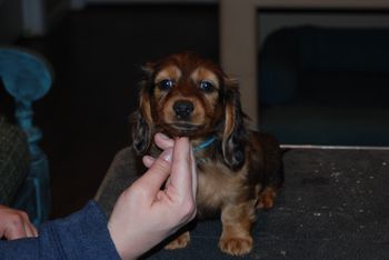 Blue girl at 7 weeks old.
