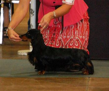 Baron being shown in Sweepstakes at the National.
