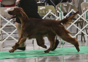 "Kibby" Galewinns Grace & Glory at Huntersglen Owners: Kim & Tim Kleinschmidt & Ginny Swanson Sheboygan, WI Kibby being shown - he won a 4 pt major this day!! March 2011
