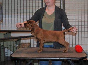 Red boy at 7.5 weeks old.
