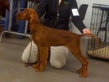 "Cassidy" (yellow girl" at her first match. She did awesome - I was very proud of her!! Jan. 2012
