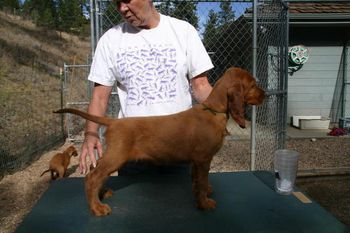 Dark Green Boy at 8 weeks. "Pierce" Tramore Galewinns Mak'n An Impact Owners: Ginny Swanson & Pam Gale Evergreen, CO
