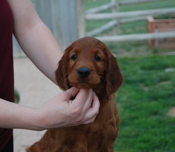 Purple girl at 7 weeks.
