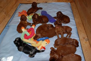 4 wks old - still in the whelping box. Notice the dacshund - she loves being with the other puppies.
