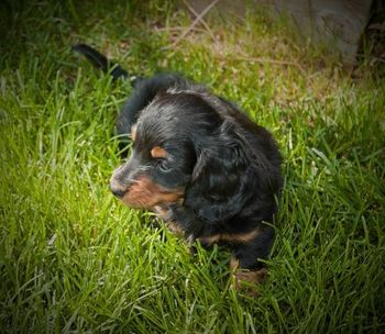 Beanie on day 52 (6 1/2 weeks old).
