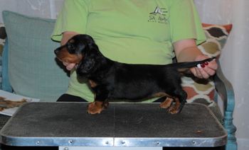 Purple girl at 9 weeks old.
