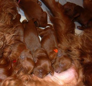 The puppies are great nursers - already getting "puppy bellies".
