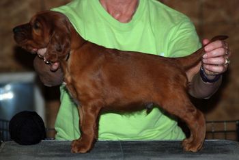 Black boy at 5 wks old.
