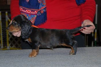 Orange girl at 7 wks.
