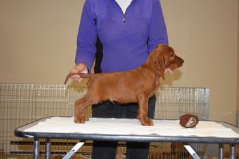 Brown Boy - 7 weeks old.
