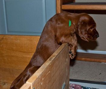 They are getting VERY determined to get out of the whelping box!! Will have to move them to the kennel run soon!!
