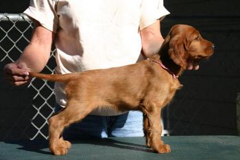 Pink girl 7 weeks old
