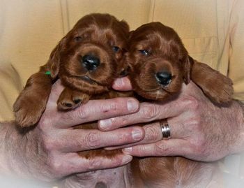 Puppies at 2 weeks old - these are the two boys. Mar. 1, 2011
