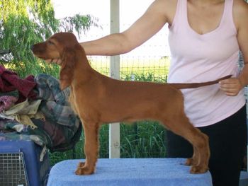 "Flynn" Blue Boy Huntersglen Galewinns ?? Owner: Diane Kulesa Colorado 12 wks old
