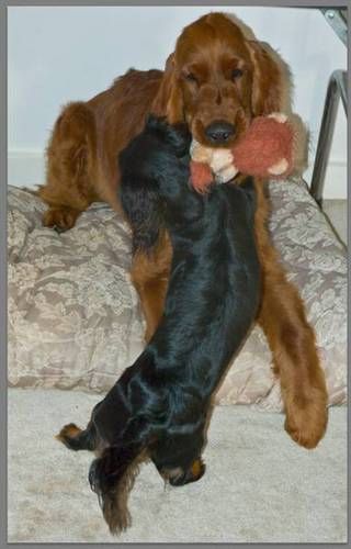Paddy and his best buddy Boots (longhair mini dachshund) wrestling.

